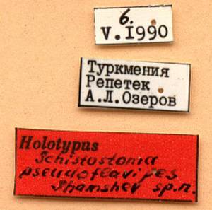 pseudoflavipes_shamshev_(schistostoma), Майкопский район, Adygea (Russia)