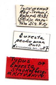 stackelbergi_krivosheina-n_krivosheina-m_(euxesta), (Turkmenistan)