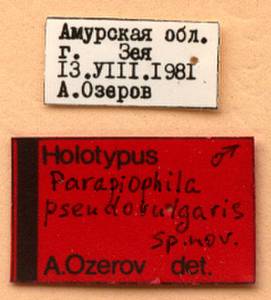 pseudovulgaris_ozerov_(parapiophila), Amur Oblast (Russia)
