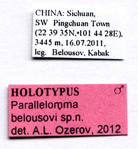 belousovi_ozerov_(parallelomma), (China)