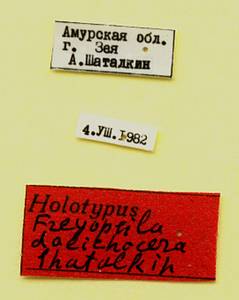 dolichocera_shatalkin_(psila), Amur Oblast (Russia)