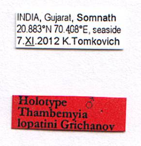 lopatini_grichanov_(thambemyia), Гир-Сомнат, Gujarat (India)