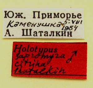citrina_shatalkin_(sapromyza), Уссурийский городской округ, Primorsky Krai (Russia)