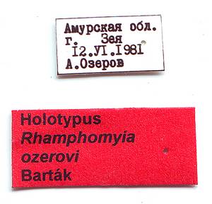 ozerovi_bartak_(rhamphomyia), Уссурийский городской округ, Primorsky Krai (Russia)