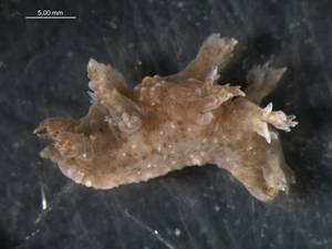 WS00000001247V, (Russia)