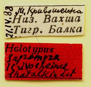 krivosheinae_shatalkin_(sapromyza), окр. Джиликуля (Tajikistan)