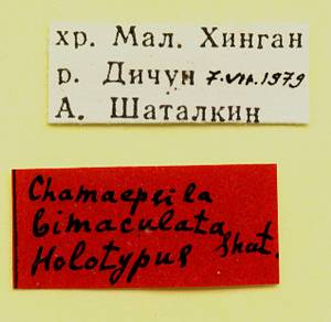 bimaculata_shatalkin_(chamaepsila), Облученский район, Jewish Automous Oblast (Russia)
