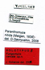cercata_rohacek_2009 (fungomyza), Надеждинский район, Primorsky Krai (Russia)