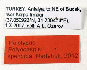 splendida_nartshuk_(polyodaspis), Antalya (Turkey)
