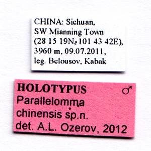 chinensis_ozerov_(parallelomma), (China)