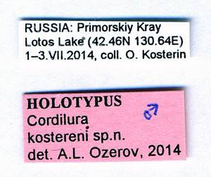 kosterini_ozerov_krivosheina_(cordilura), Хасанский район, Primorsky Krai (Russia)