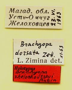 zhelochovtsevi_mutin_(brachyopa), Jalal-Abad Region (Kyrgyzstan)