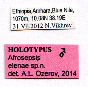 elenae_ozerov_(afrosepsis), Amhara (Ethiopia)