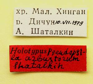 arbustorum_shatalkin_(pseudopsila), Облученский район, Jewish Automous Oblast (Russia)