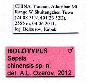 chinensis_ozerov_(sepsis), (China)