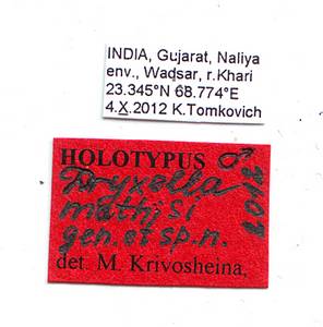 mathisi_krivosheina-m_(dryxella), Gujarat (India)