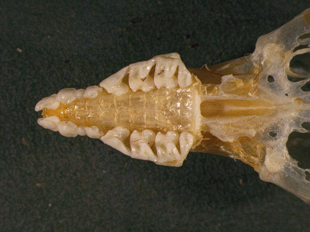 s-167581_mdb, Буи, Northwest Cameroon (Cameroon)