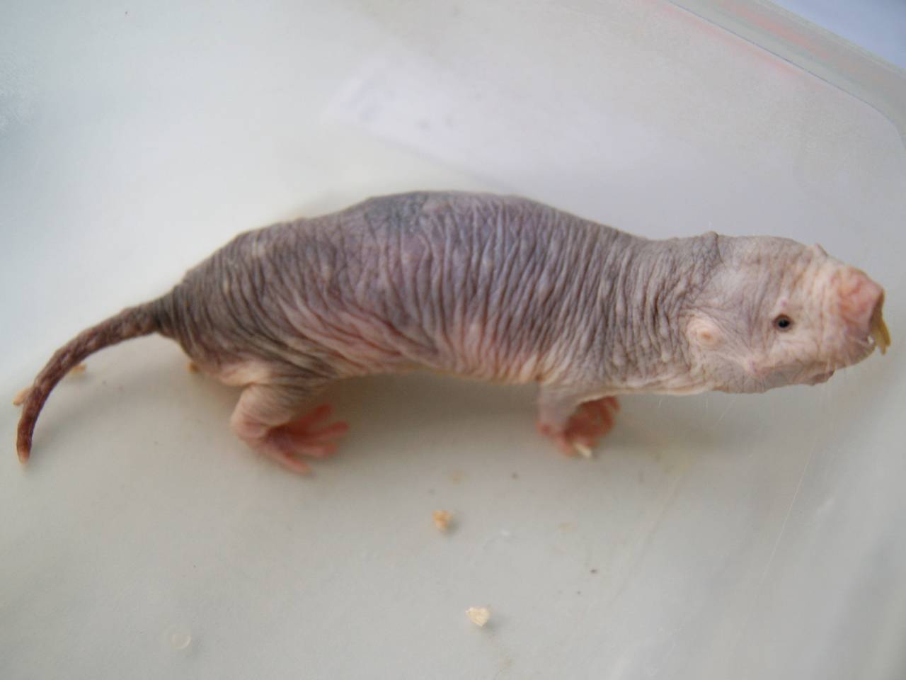 17.02.16, (Ethiopia)