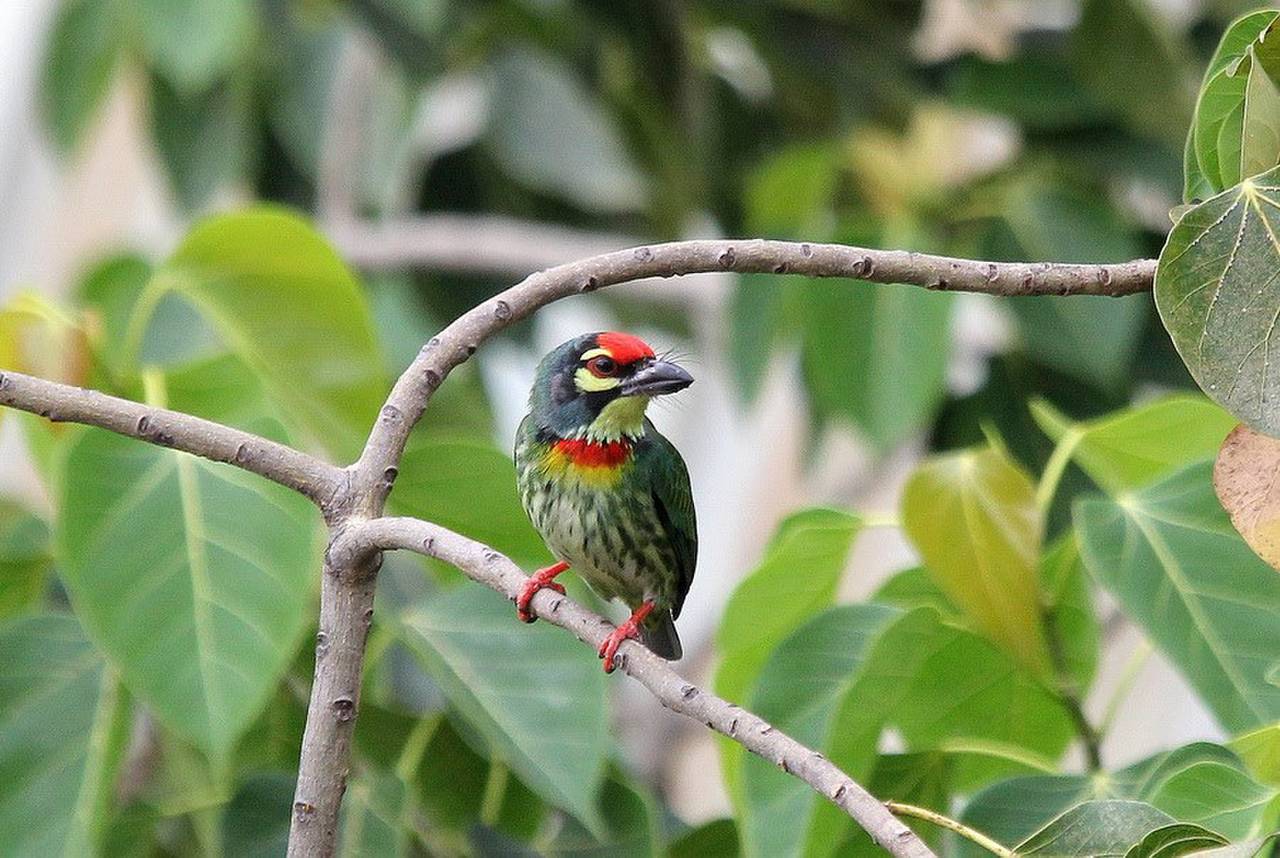 Đắk Lắk province (Vietnam)