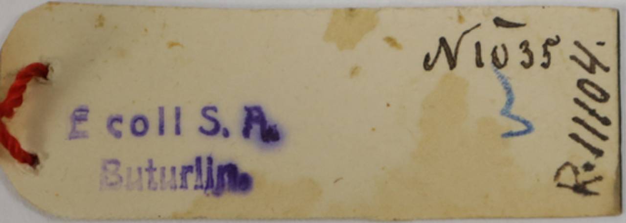 l_c_velizhanini_1sin1, East Kazakhstan Region (Kazakhstan)