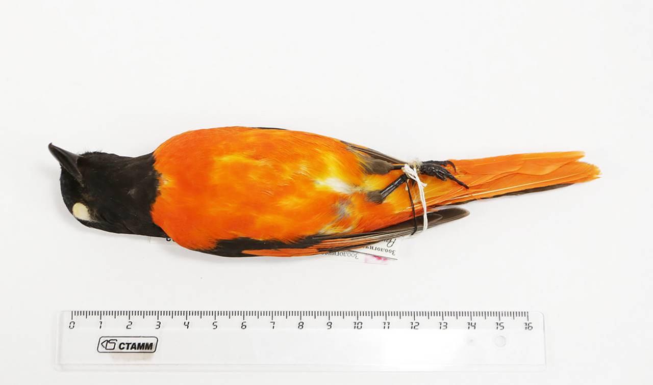 p_f_fohkiensis_lec1, Fujian (China)