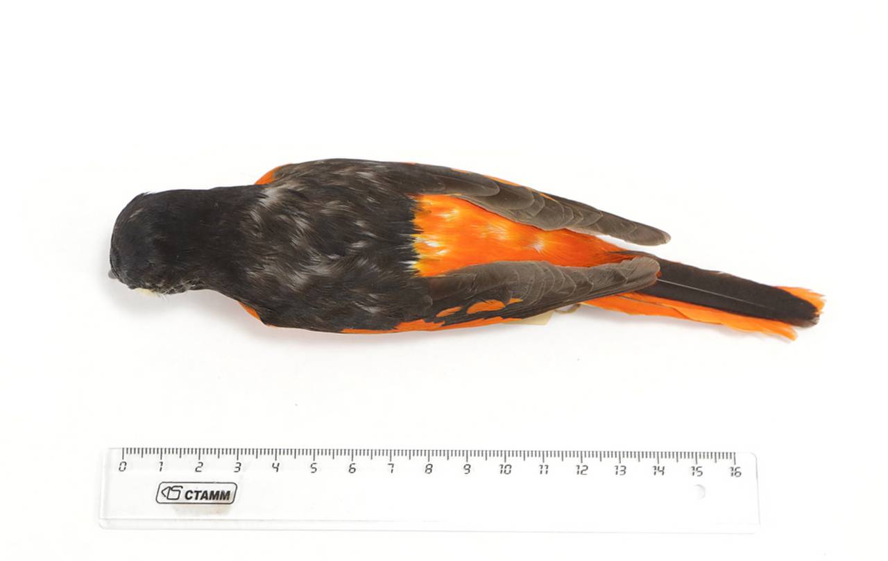 p_f_fohkiensis_lec1, Fujian (China)
