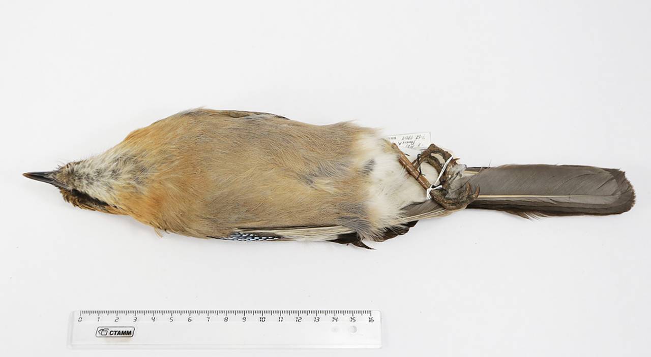 g_g_ussuriensis_sin1, Лесозаводский р-н, Primorsky Krai (Russia)