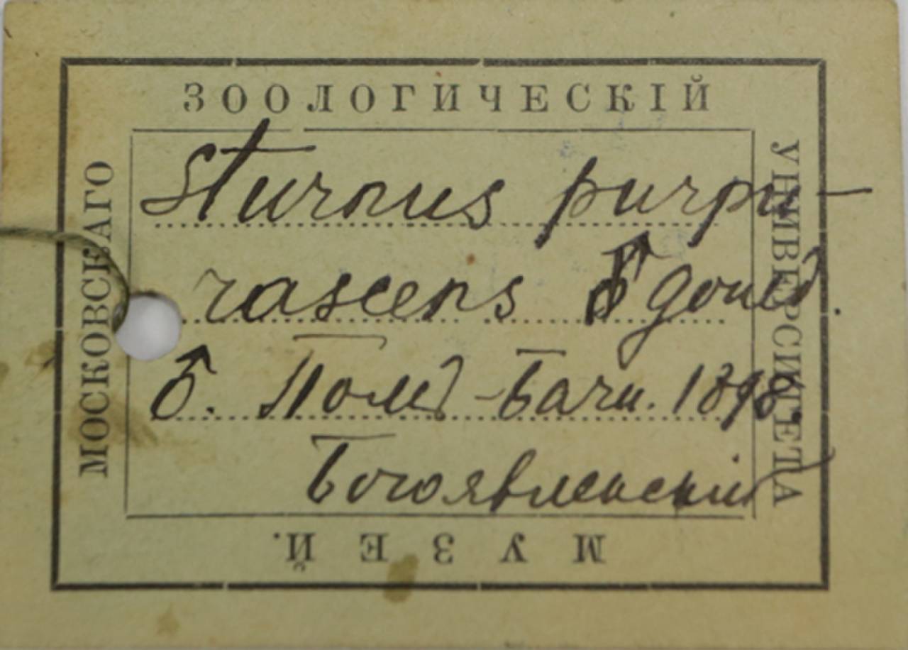 s_v_purpurascens_sin1, Gorno-Badakhshan Autonomous Region (Tajikistan)
