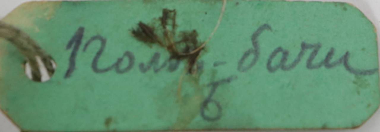 s_v_purpurascens_sin1, Gorno-Badakhshan Autonomous Region (Tajikistan)