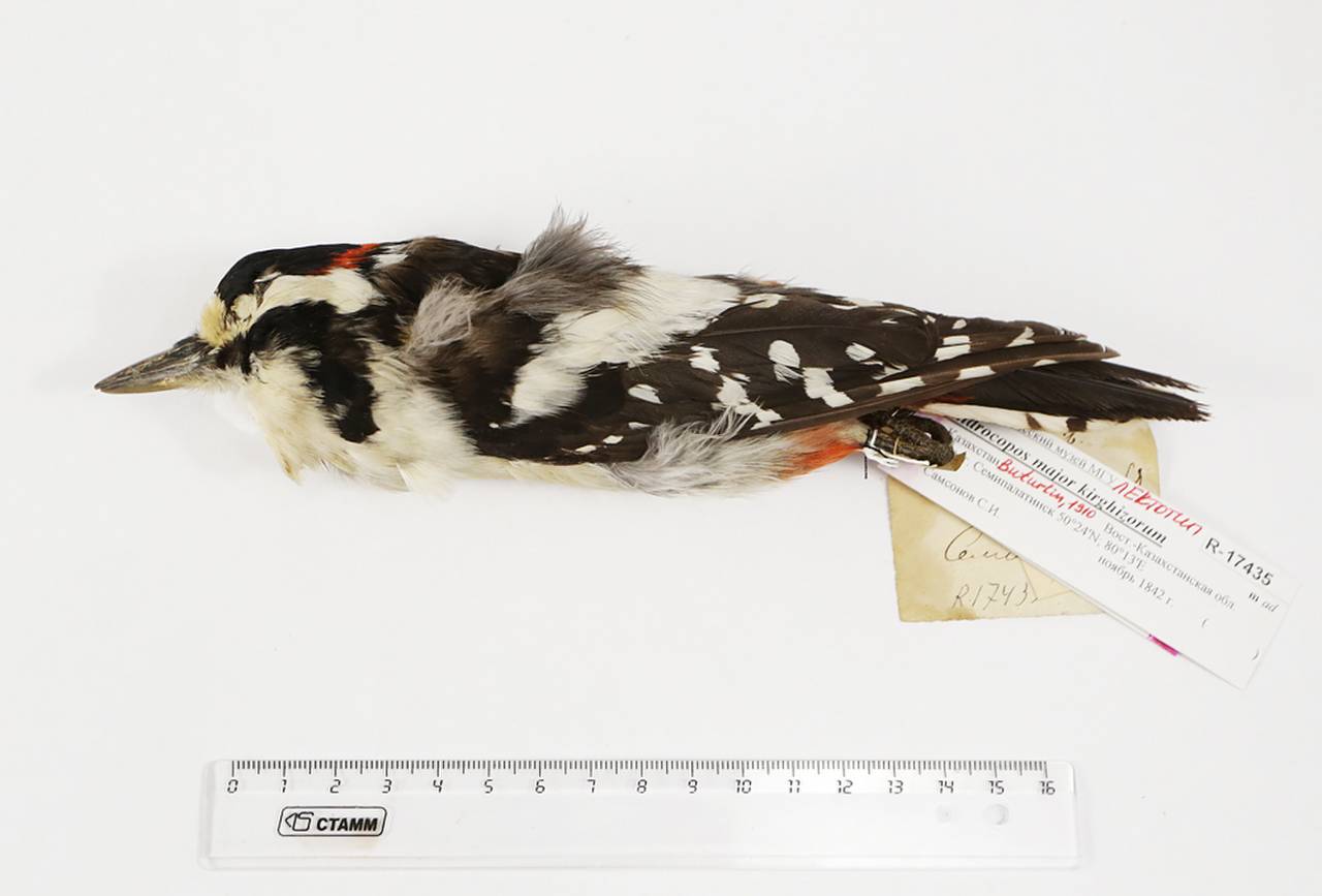 d_m_kirghizorum_lec1, East Kazakhstan Region (Kazakhstan)