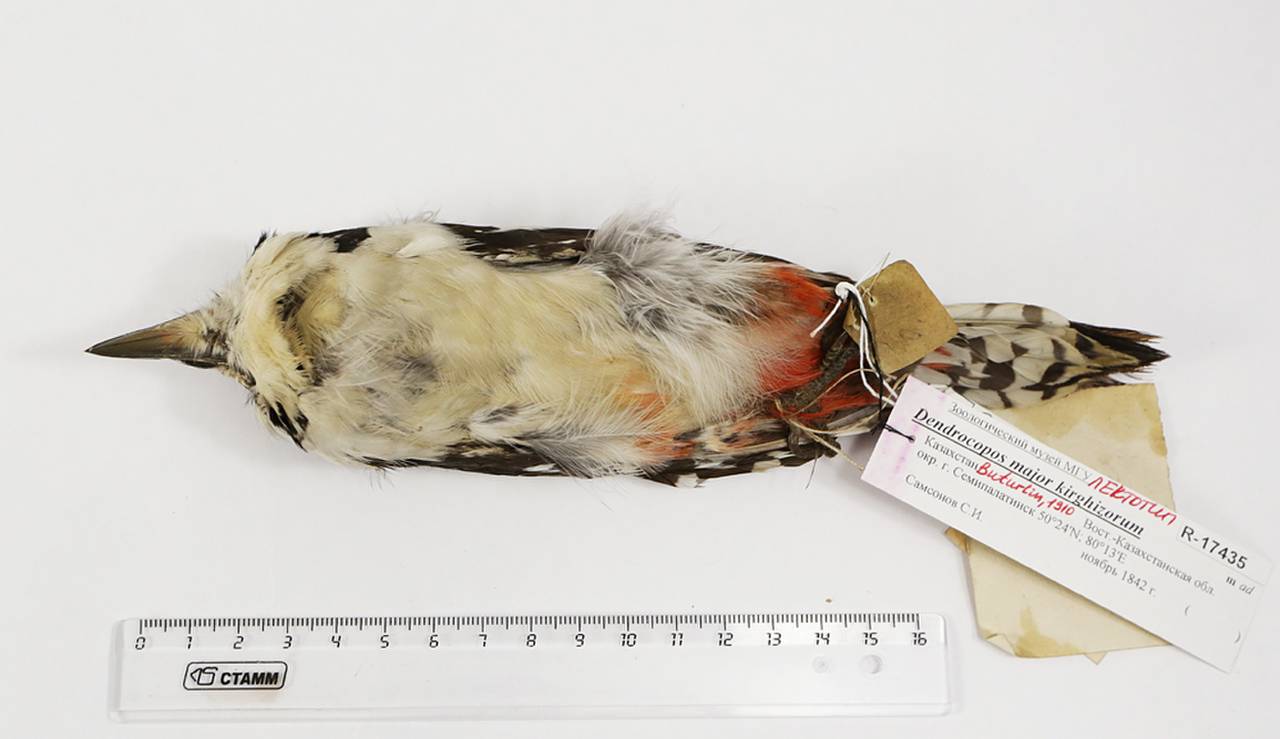 d_m_kirghizorum_lec1, East Kazakhstan Region (Kazakhstan)