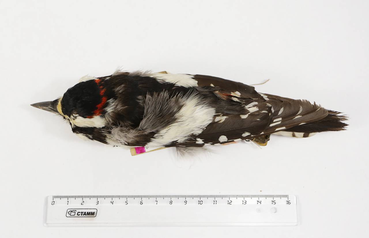 d_m_kirghizorum_lec1, East Kazakhstan Region (Kazakhstan)