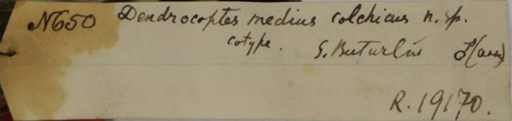 d_m_colchicus_1par1, Khachmaz District (Azerbaijan)