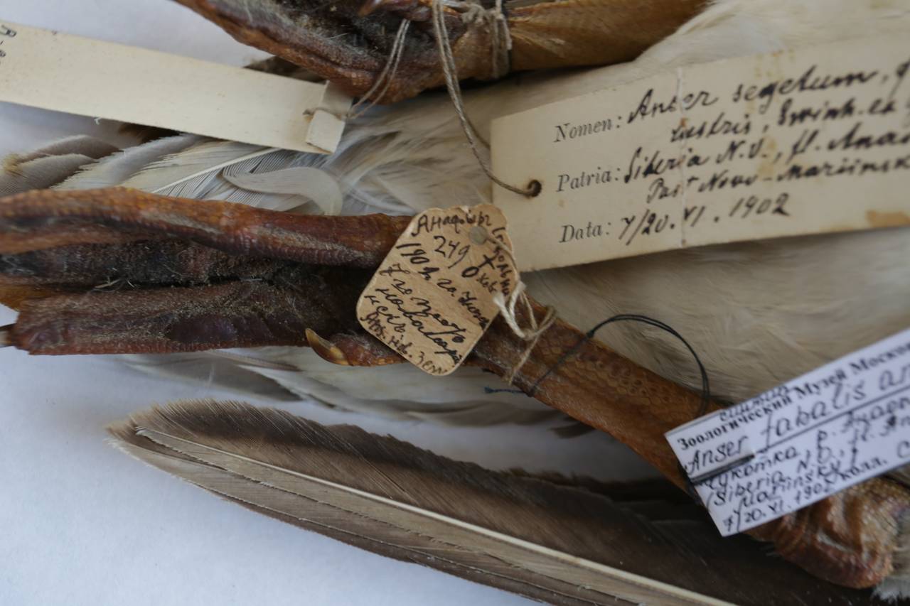 a_f_anadyrensis_1lec9, Анадырский р-н, Chukotka Autonomous Okrug (Russia)