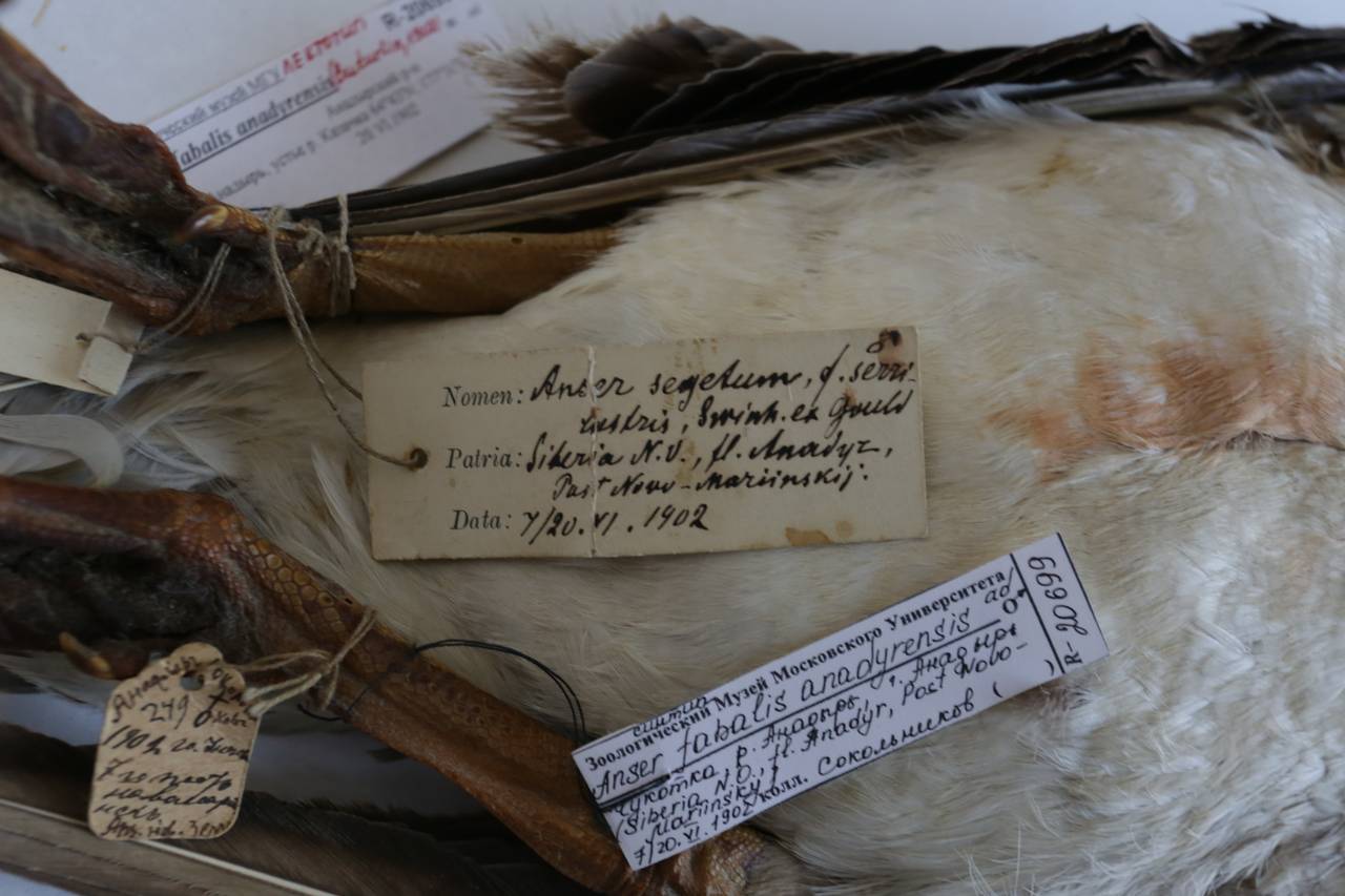 a_f_anadyrensis_1lec9, Анадырский р-н, Chukotka Autonomous Okrug (Russia)