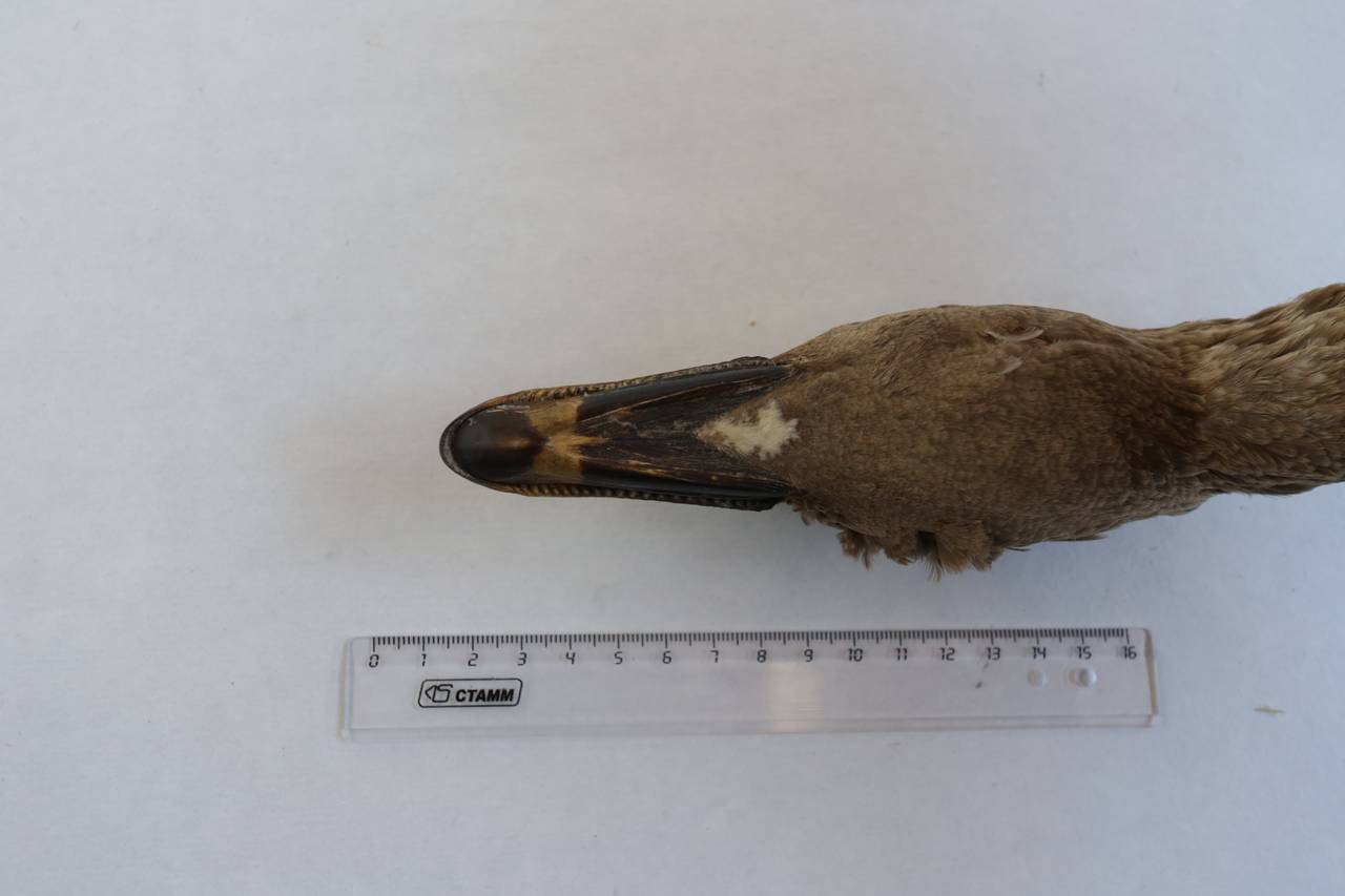 a_f_anadyrensis_1lec9, Анадырский р-н, Chukotka Autonomous Okrug (Russia)