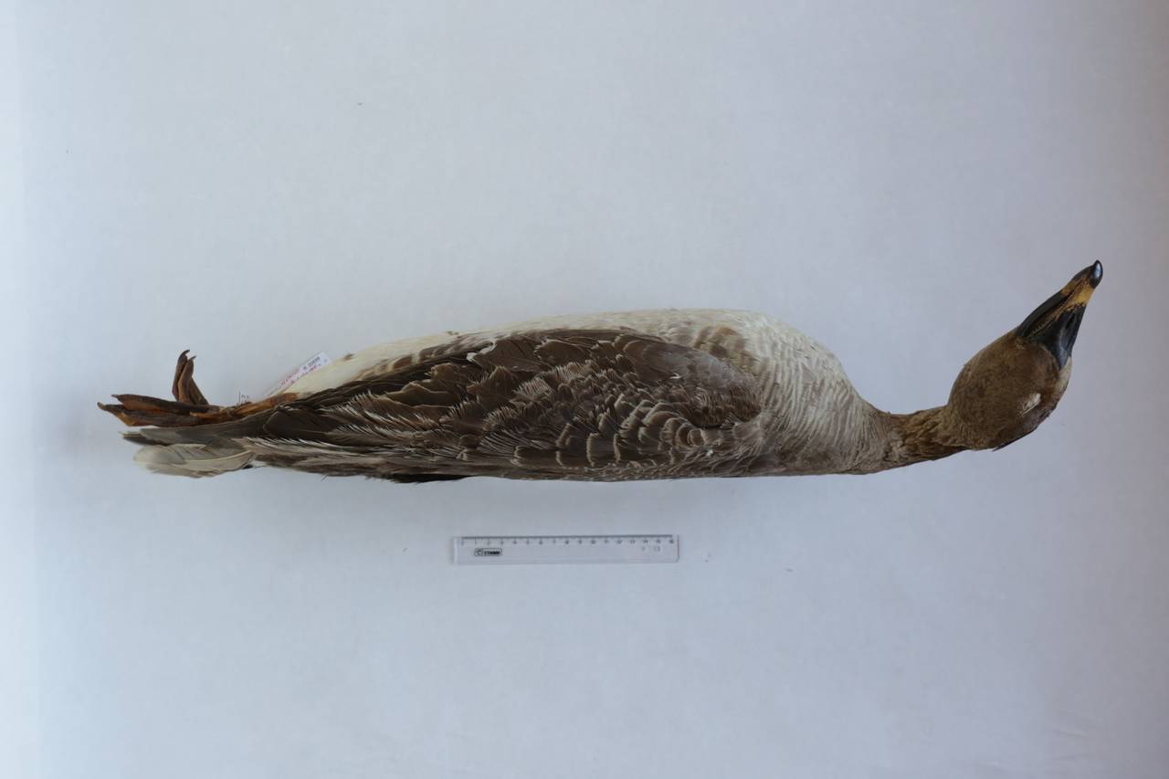 a_f_anadyrensis_1lec9, Анадырский р-н, Chukotka Autonomous Okrug (Russia)