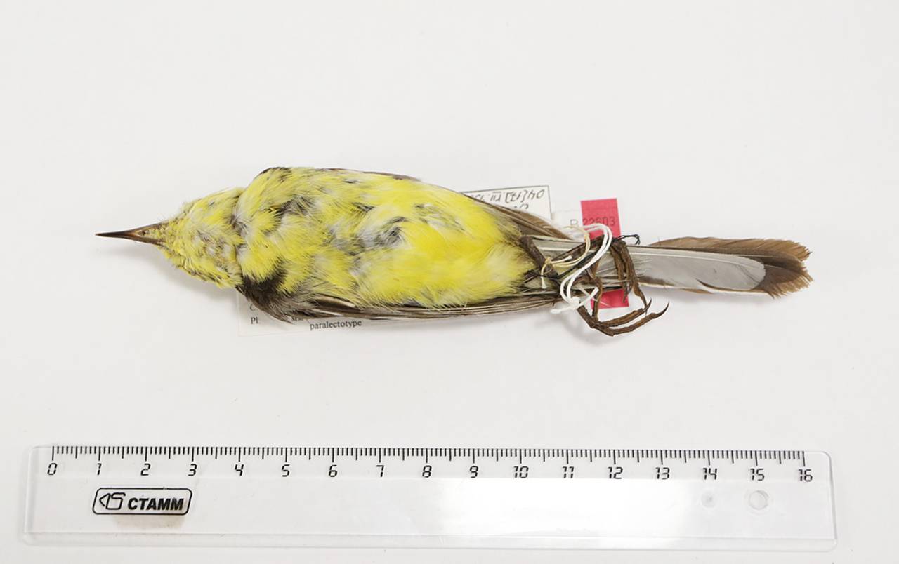 m_c_werae_1parlec1, Сурский р-н, Ulyanovsk Oblast (Russia)