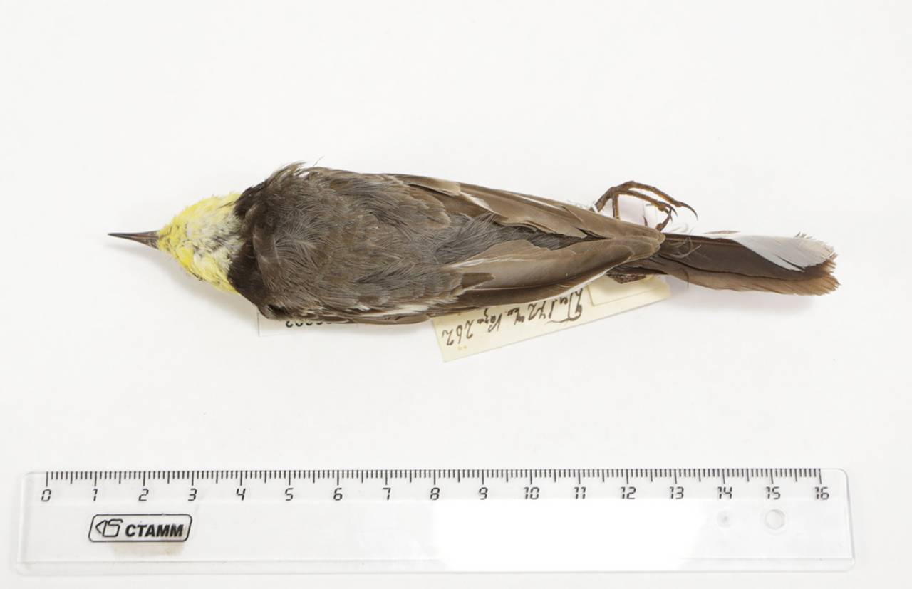 m_c_werae_1parlec1, Сурский р-н, Ulyanovsk Oblast (Russia)