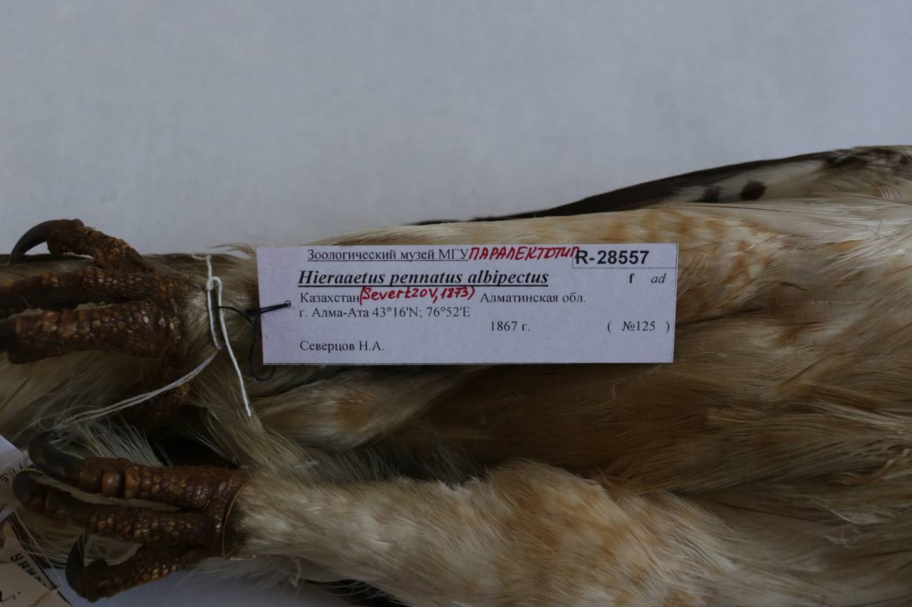 h_p_albipectus_1paralec6, г. Алма-Ата, Almaty Region (Kazakhstan)
