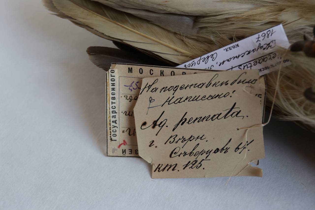 h_p_albipectus_1paralec6, г. Алма-Ата, Almaty Region (Kazakhstan)