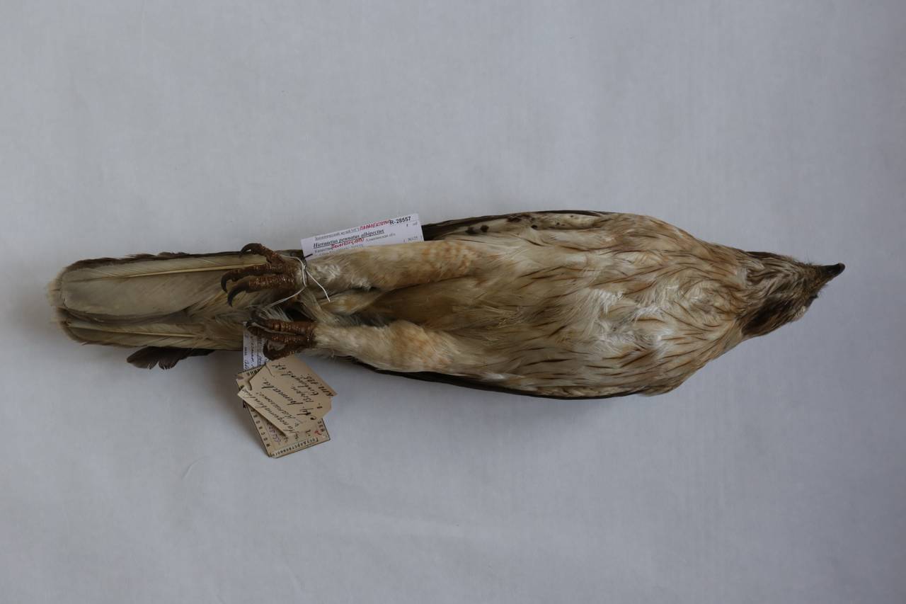 h_p_albipectus_1paralec6, г. Алма-Ата, Almaty Region (Kazakhstan)