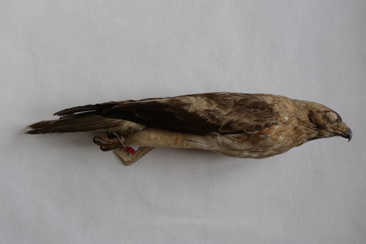h_p_albipectus_1paralec6, г. Алма-Ата, Almaty Region (Kazakhstan)