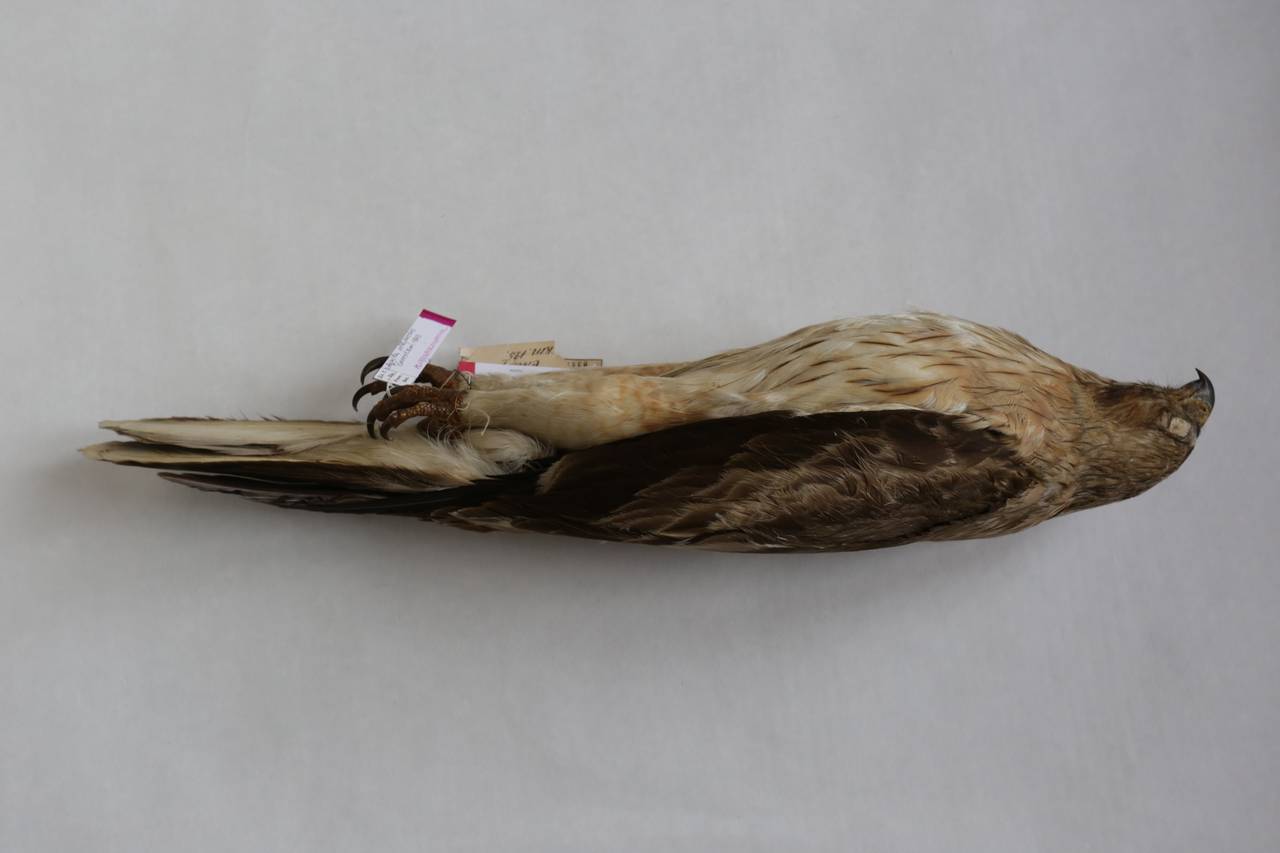 h_p_albipectus_1paralec6, г. Алма-Ата, Almaty Region (Kazakhstan)
