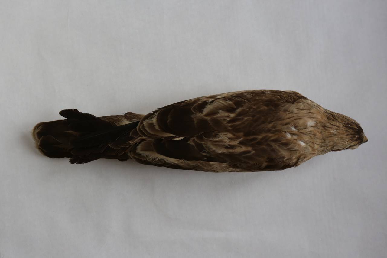 h_p_albipectus_1paralec6, г. Алма-Ата, Almaty Region (Kazakhstan)