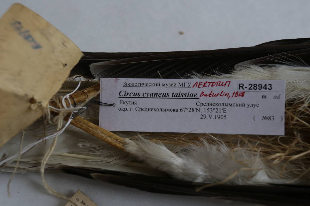 c_c_taissiae_1lec7, Среднеколымский улус, Sakha (Russia)