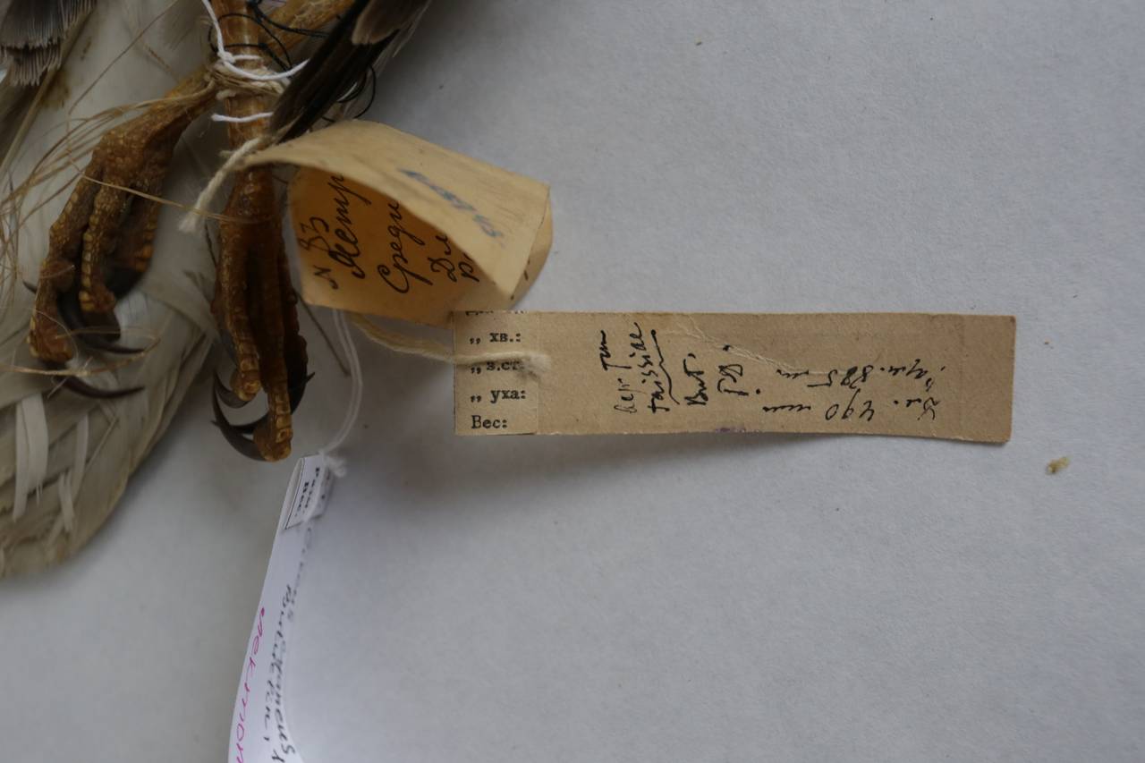 c_c_taissiae_1lec7, Среднеколымский улус, Sakha (Russia)