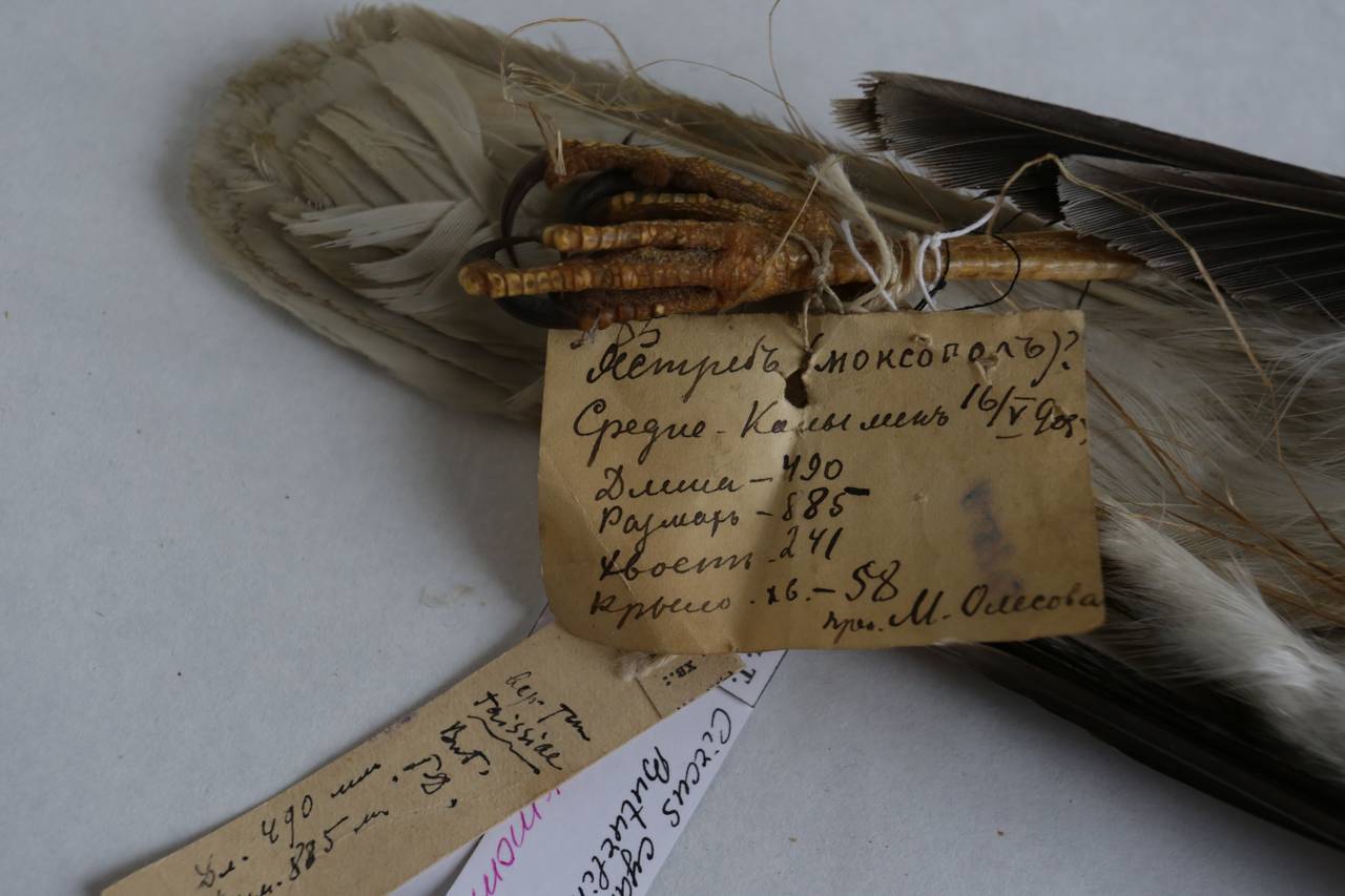 c_c_taissiae_1lec7, Среднеколымский улус, Sakha (Russia)