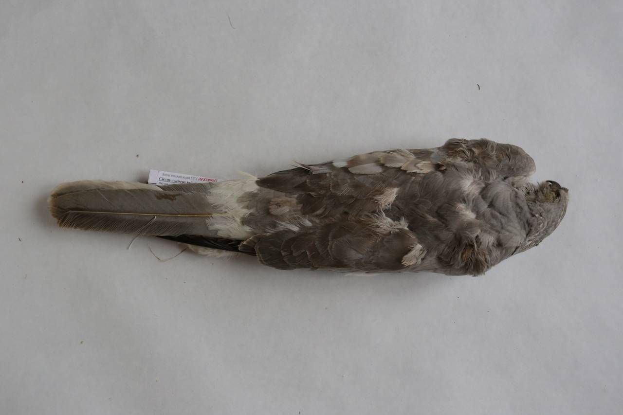 c_c_taissiae_1lec7, Среднеколымский улус, Sakha (Russia)