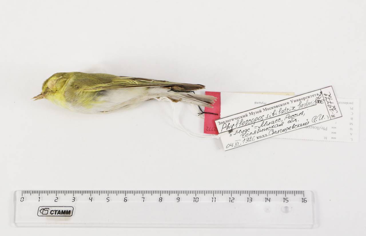 p_s_ludmilae_1parlec1, Chelyabinsk Oblast (Russia)